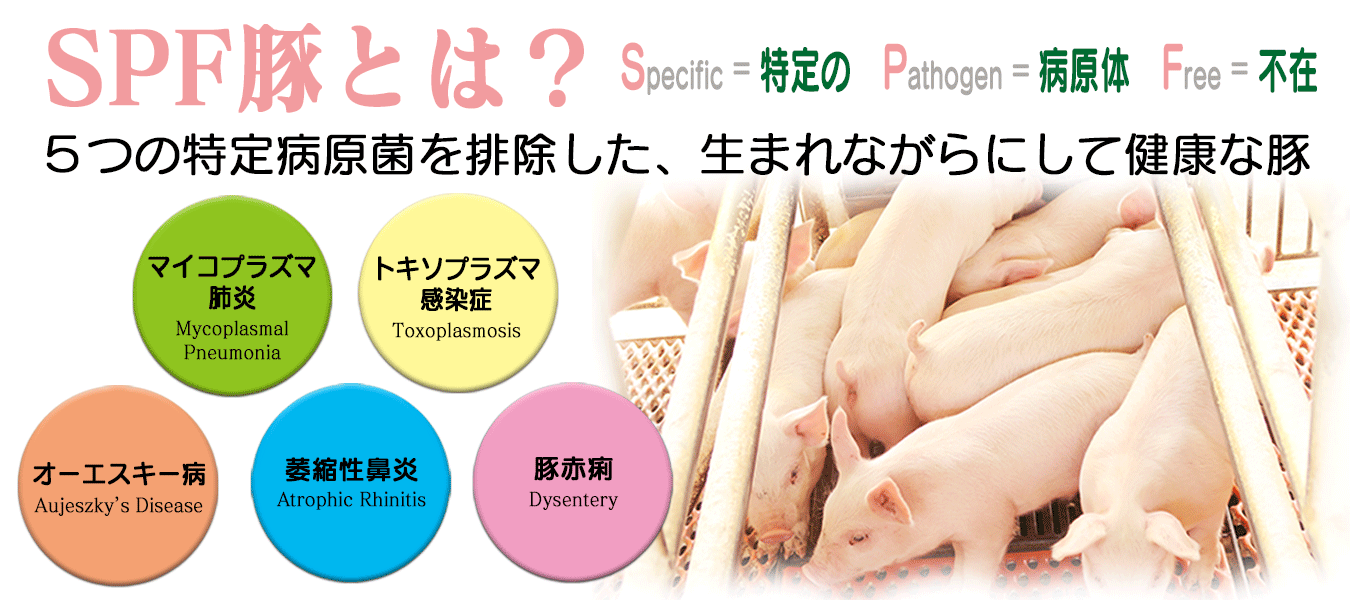 SPF豚とは？５つの特定病原体を排除した、生まれながらにして健康な豚。SPFはSpecific ＝ 特定の、Pathogen ＝ 病原体、Free ＝ 不在、の略