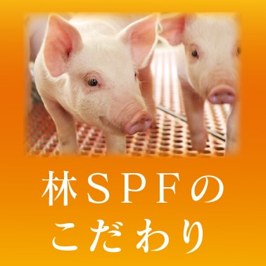 林SPFのこだわり