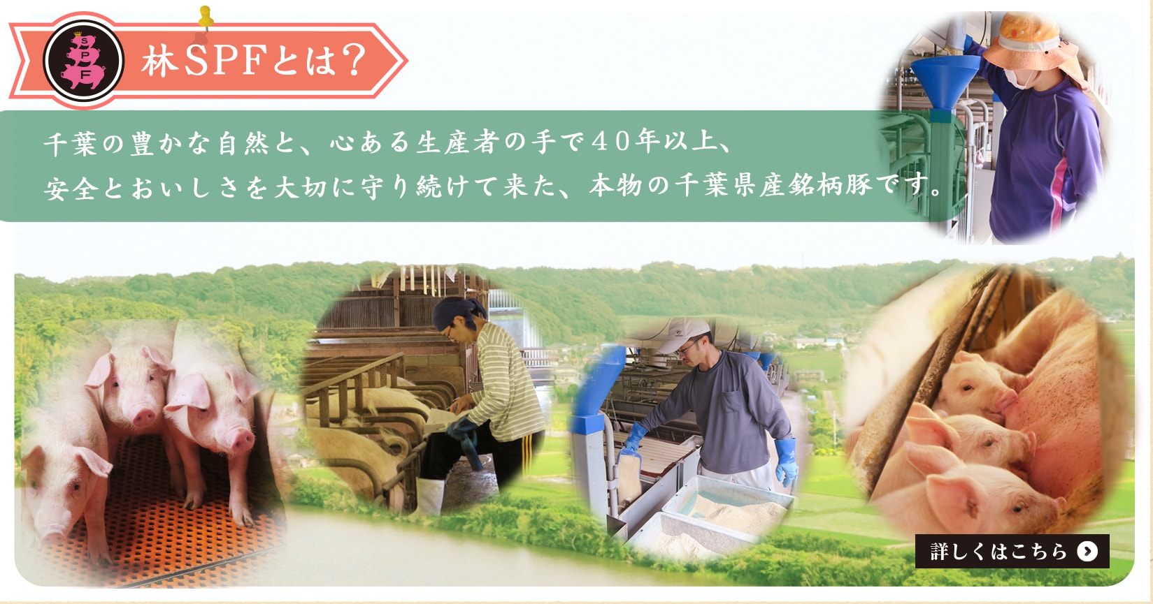 林SPF豚とは？千葉の大自然と、心ある生産者の手で40年、大切に守り続けて来た、本物の千葉県産銘柄豚です。